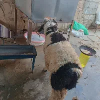 بره نر|حیوانات مزرعه|مسجد سلیمان, |دیوار