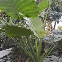 گل بابا آردن وکردلینک