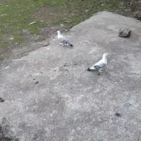 کبوتربلژیکی|پرنده|لاهیجان, آهندان|دیوار