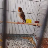 سهره قناری|پرنده|همدان, |دیوار