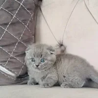 اسکاتیش های اصیل|گربه|مشهد, امیریه|دیوار