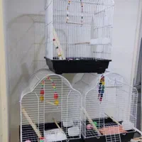 ففس میناعروس هلندی طوطی برزیلی پرنده کاسکوگرینچیک|لوازم جانبی حیوانات|تهران, جیحون|دیوار