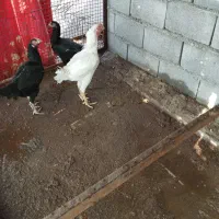 تخم مرغ|حیوانات مزرعه|بندرعباس, |دیوار