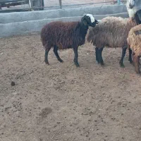 با این شماره تماس بگیر