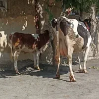 گاو گوساله