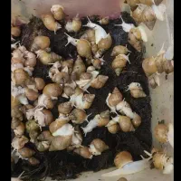 واگذاری حلزون قبول میکنم