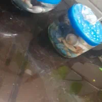 شمع دریایی|صنایع دستی و سایر لوازم تزئینی|اصفهان, مولوی|دیوار