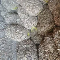 ۱۵۰۰ کیلوپیاز زعفران اعلا بدون‌خاک