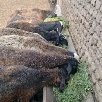 گوسفند داشتی