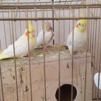 واگذاری جفت و جوجه عروس هلندی لوتینو