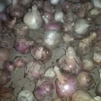 پیاز سرفاریاب کیلو 35