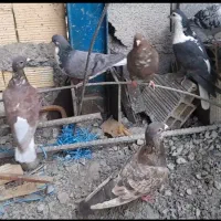 ۱۱عددکفتر زدوخوردی|پرنده|مشهد, امیریه|دیوار