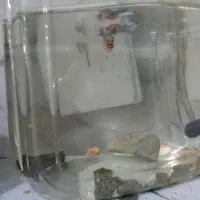 ماهی گوپی