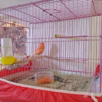 قناری صاف خوش هیگل نرریزخون معاوضه باقناری زردنر|پرنده|برازجان, |دیوار