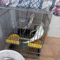 به شرط سلامت بودن|پرنده|نورآباد, |دیوار