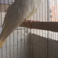 عروس هلندی|پرنده|پرند, فاز ۴|دیوار