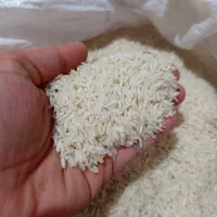 برنج شیرودی برداشت امسال