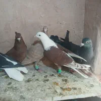 کفتر پرشی|پرنده|سبزوار, شرق کال شمالی|دیوار