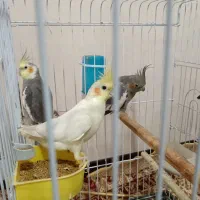 عروس هلندی تک جفت بالغ کارداده سیامون لوتینو