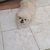 سگ نرپیکنیز شناسنامه دار