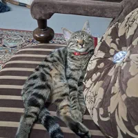 گربه عقیم شده