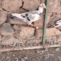 کفتر نصل دار