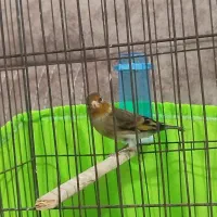 2 تا سهره قناری