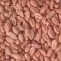 ۱۲۰۰کیلو گندم اصلاح شده رقم کوهدشت