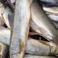 ماهی خوش طعم|خوردنی و آشامیدنی|تهران, راه آهن|دیوار