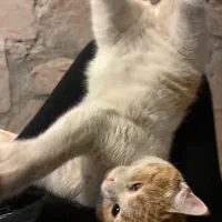 واگزاری گربه رایگان