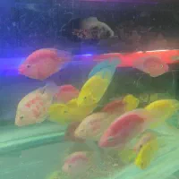 انواع ماهی کالر پرت گوپی تایگر کوی چانافروش معاوضه|ماهی|کرج, گلشهر|دیوار