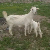 بز سانن با بزغاله ماده میش