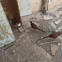 مرغ آمریکایی و پاکستانی|پرنده|بهبهان, |دیوار