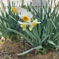 گل نرگس با قیمت ارزان و عمده