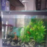 اکواریوم|ماهی|کوهسار (البرز), |دیوار