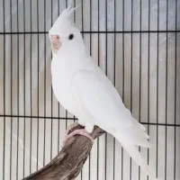 جوجه عروس هلندی