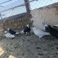کفتر یجایی|پرنده|قم, نیروگاه|دیوار