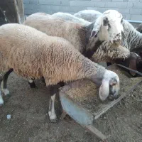 ۴عدد گوسفند|حیوانات مزرعه|گمیشان, |دیوار