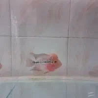 ماهی فلاور فقط جوجه