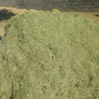 یونجه پرسی