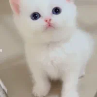 پیشی ناز عروسک‌سیلور و سفیدچشم سبزوچشم ابی و‌طلایی