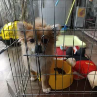 واگذاری سگ پامرین