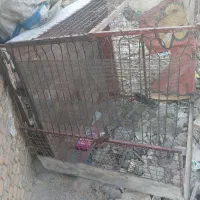 بودی سه چرخه|دوچرخه، اسکیت، اسکوتر|ایذه, |دیوار