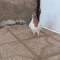 کفتر خال زرد نر