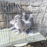 تعدادی کبوتر|پرنده|کاشان, پشت شهربانی|دیوار