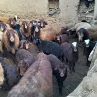 فروش ۳۰راس میش|حیوانات مزرعه|انگوران, |دیوار