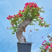 گل کاغذی تنه دار بزرگ