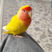 طوطی برزیلی قشنگ و خوش صدا