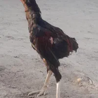 خروس لاری