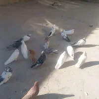 کبوتر نوک کوتاه|پرنده|خرقان, |دیوار